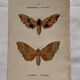 Gravure naturaliste  Papillon 19eme affiche botanique originale 1800