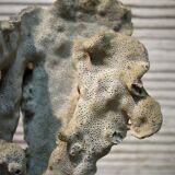 Coral on base 30 years