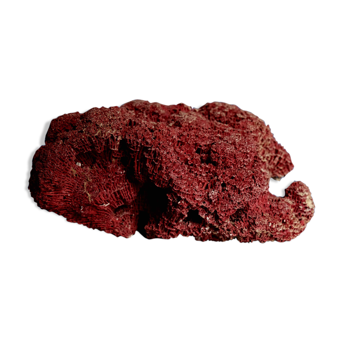 Massive coral Tubipora Musica color red, old