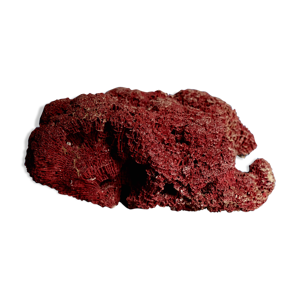 Massive de corail Tubipora - ancien couleur