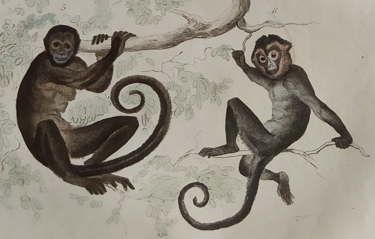 Planche zoologique originale " Doue - Alouate - Ouarine - &c... " Buffon 1836