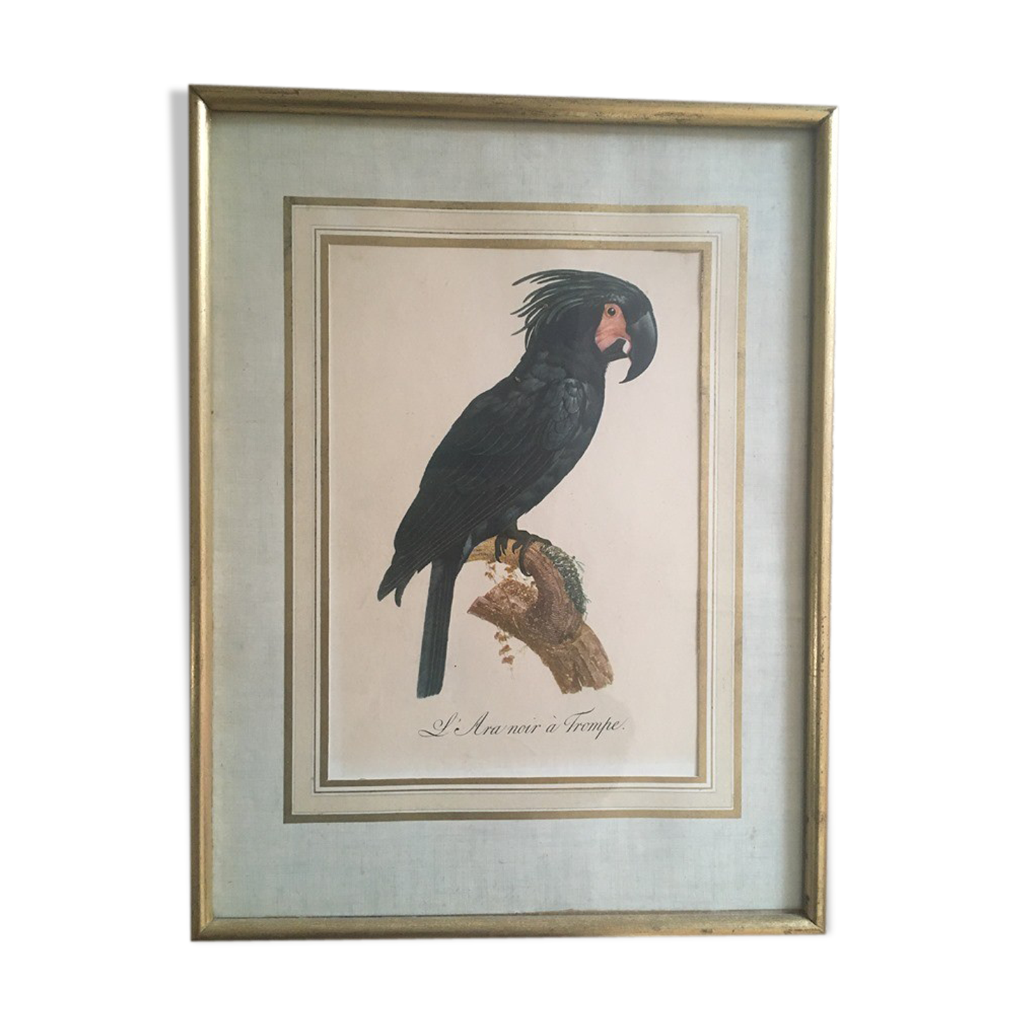 Ornithological board "L Black Macaw in Trump"