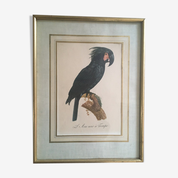 Planche ornithologique"L Ara noir à Trompe"