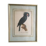 Ornithological board "L Black Macaw in Trump"