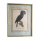 Ornithological board "L Black Macaw in Trump"
