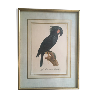 Planche ornithologique"L Ara noir à Trompe"