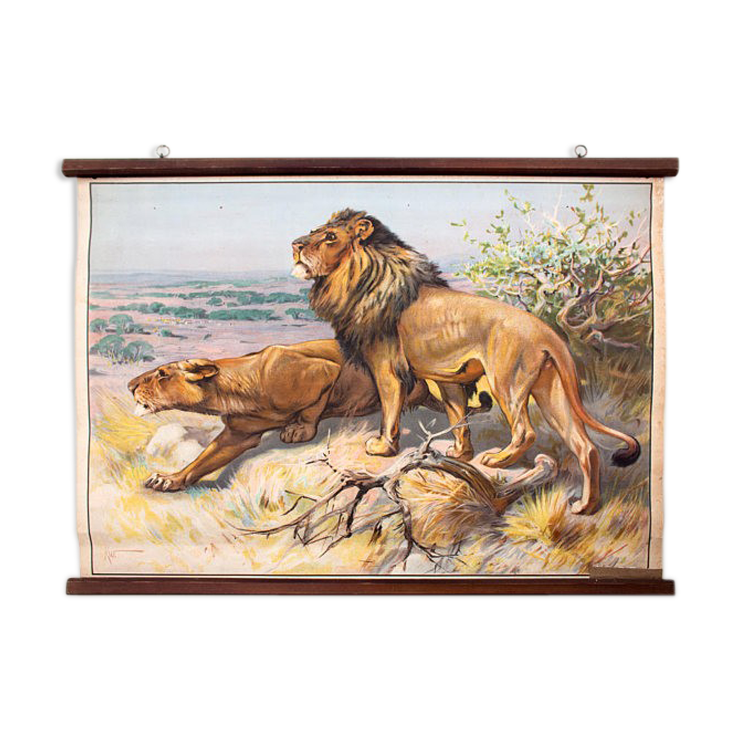 Poster "Lion" educational board painted by K. Wagner and published by Meinhold & Söhne 1891