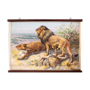 Affiche Lion