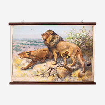 Poster "Lion" educational board painted by K. Wagner and published by Meinhold & Söhne 1891