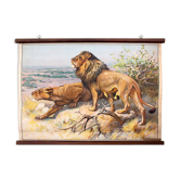 Affiche "Lion" tableau éducatif peint par K. Wagner et publié par Meinhold & Söhne 1891