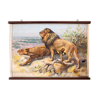 Affiche "Lion" tableau éducatif peint par K. Wagner et publié par Meinhold & Söhne 1891