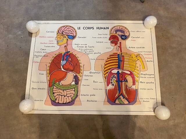 Old educational school poster the human body and muscles table n°1
