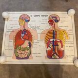Old educational school poster the human body and muscles table n°1