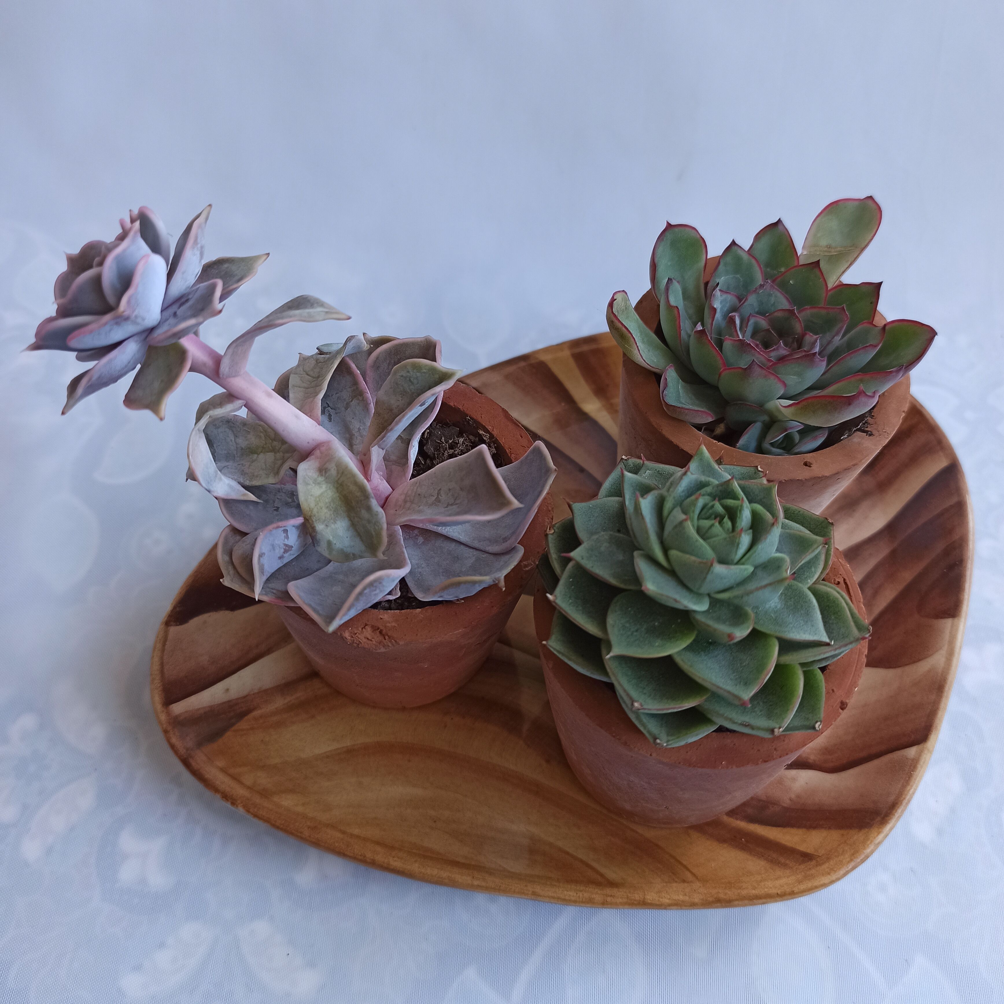 Fake wood dish Vallauris vintage