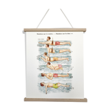 Poster in colors decomposing the movements of swimming