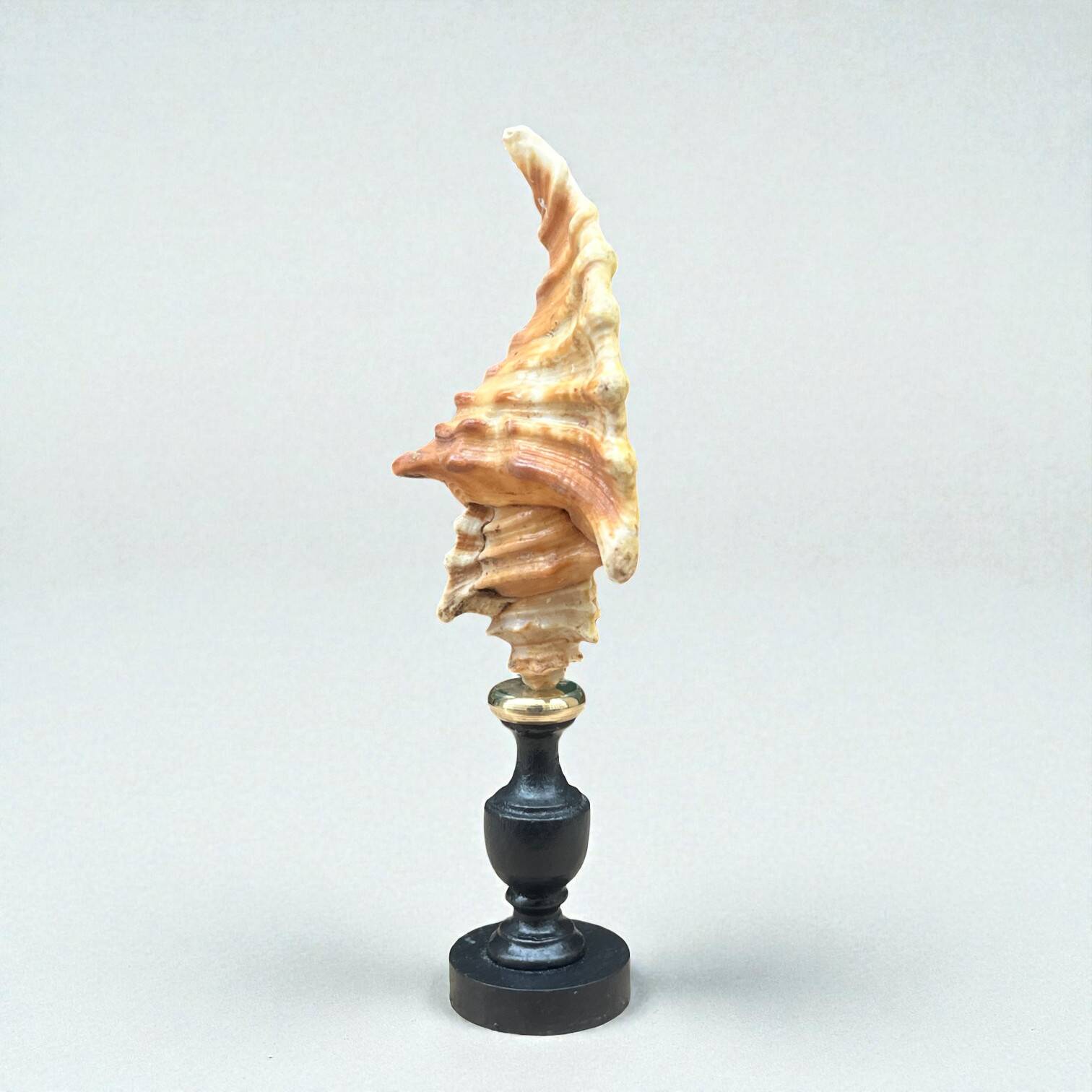 Cymatium Lotorium shell on a turned blackened wooden base, 19th century.