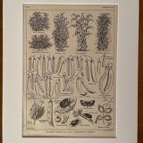 Lithograph on peas from 1921