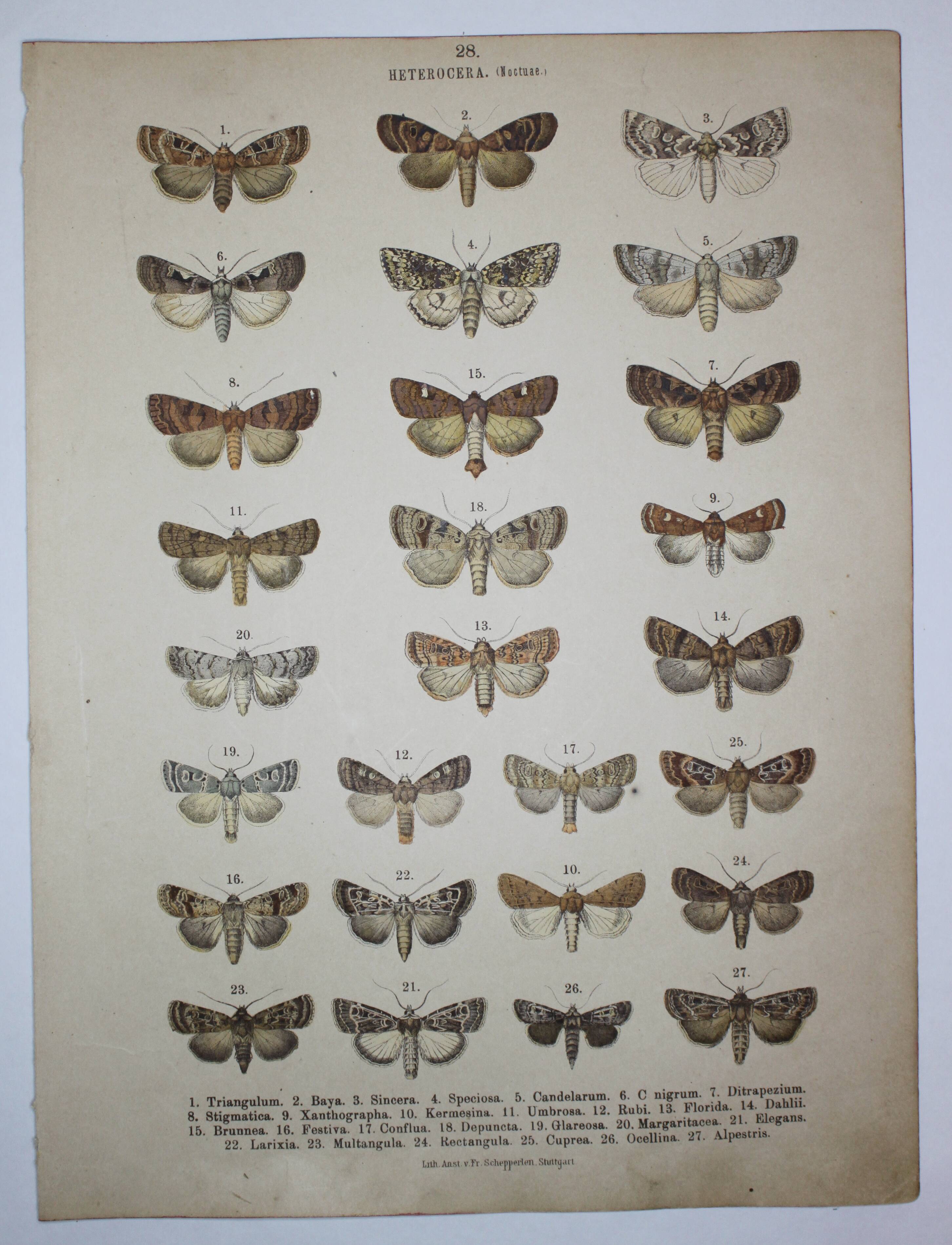 Old Butterfly engraving - Lithograph from 1887 - Triangulum - Vintage entomological plate