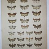 Old Butterfly engraving - Lithograph from 1887 - Triangulum - Vintage entomological plate