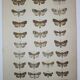 Old Butterfly engraving - Lithograph from 1887 - Triangulum - Vintage entomological plate