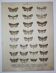 Old Butterfly engraving - Lithograph from 1887 - Triangulum - Vintage entomological plate
