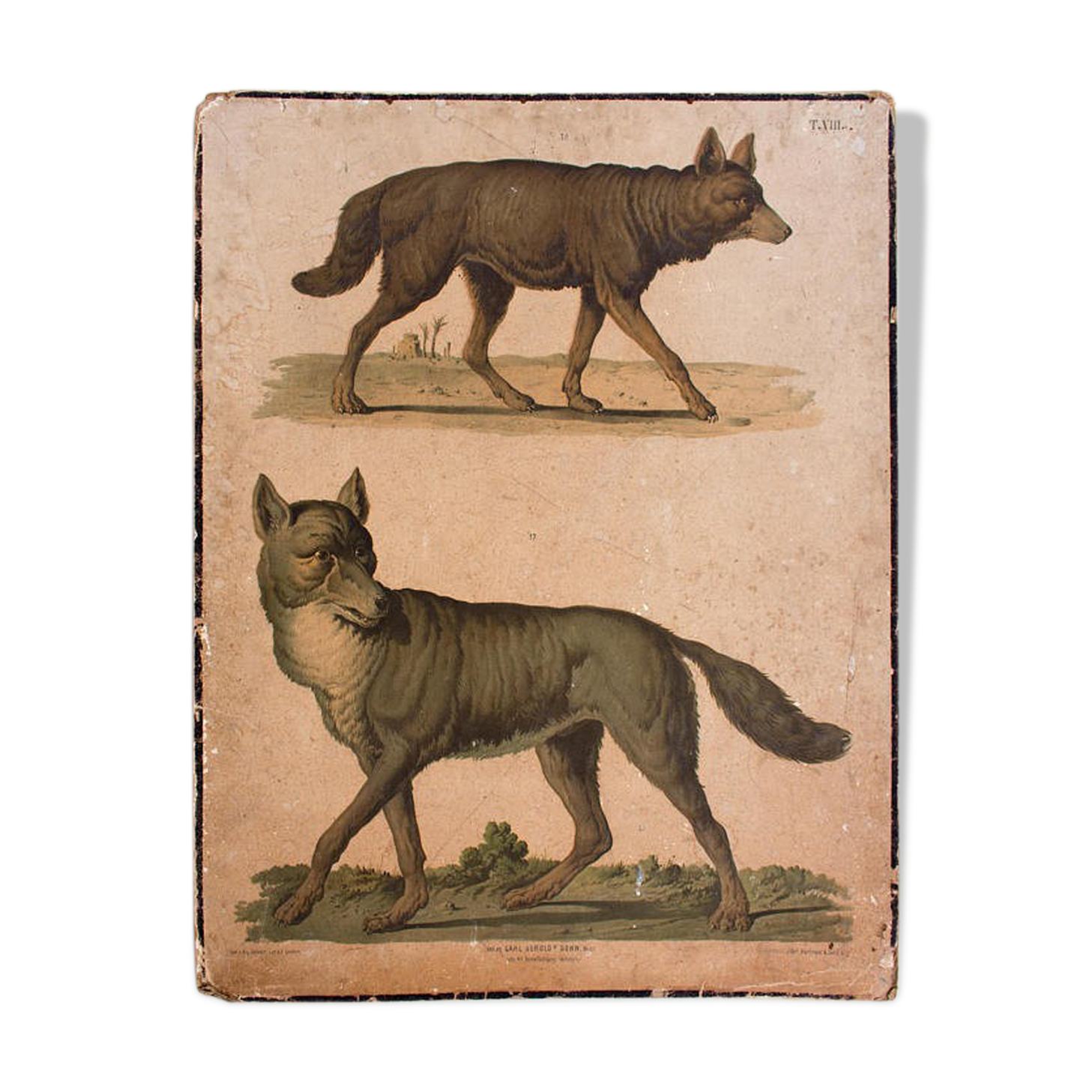 Poster A. Gerasch for Gerold & Sohn 1879