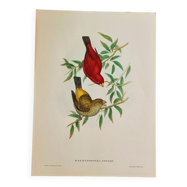 Lithographie d'oiseaux "haematospiza sipahi" de j. gould & h.c. richter