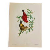 Bird lithograph "haematospiza sipahi" by j. gould & hc richter