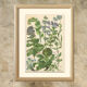 Affiche botanique, 1906, herbes annuelle, boraginaceae