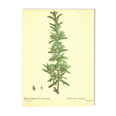 Old illustration 1959 - Rosemary - vintage botanical plate herbs