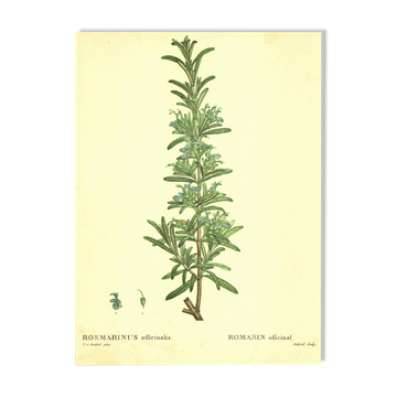 Illustration ancienne 1959 - Romarin - planche botanique vintage herbes