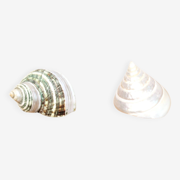 Set of Turbo & Trochus shells