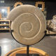 Shell in stone carved on a base