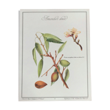 Botanical board the sweet almond tree