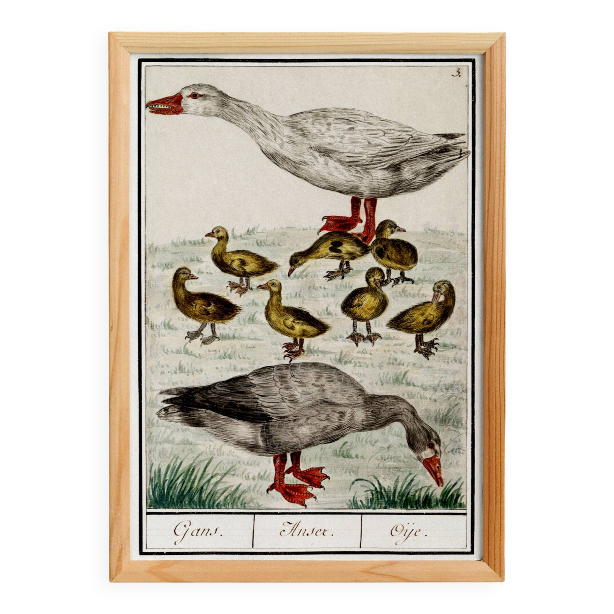 Small poster on "Geese and their ducklings", after an old engraving