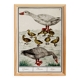 Small poster on "Geese and their ducklings", after an old engraving