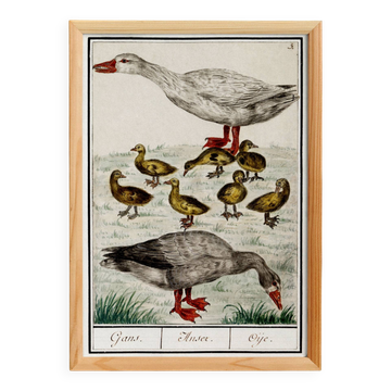 Small poster on "Geese and their ducklings", after an old engraving