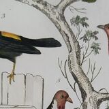Original ornithological plate " Goldfinch - Grand Tangara -&c..." Buffon (1837)