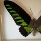 Exotic butterfly frame