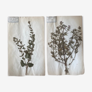 Lot of 2 pages of herbarium 19th century Deyrolle