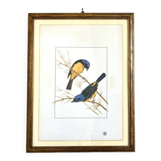 Bird frame