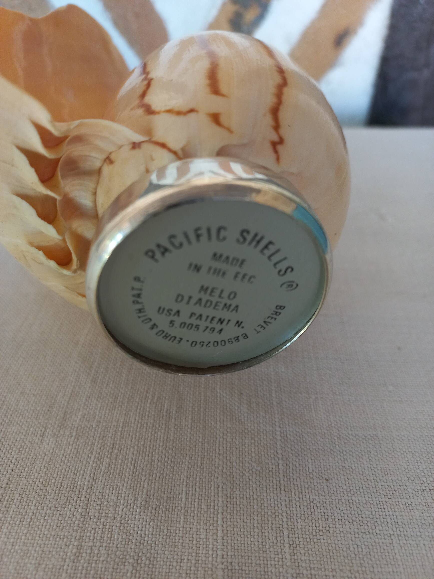 Melo Diadema shell mounted on base