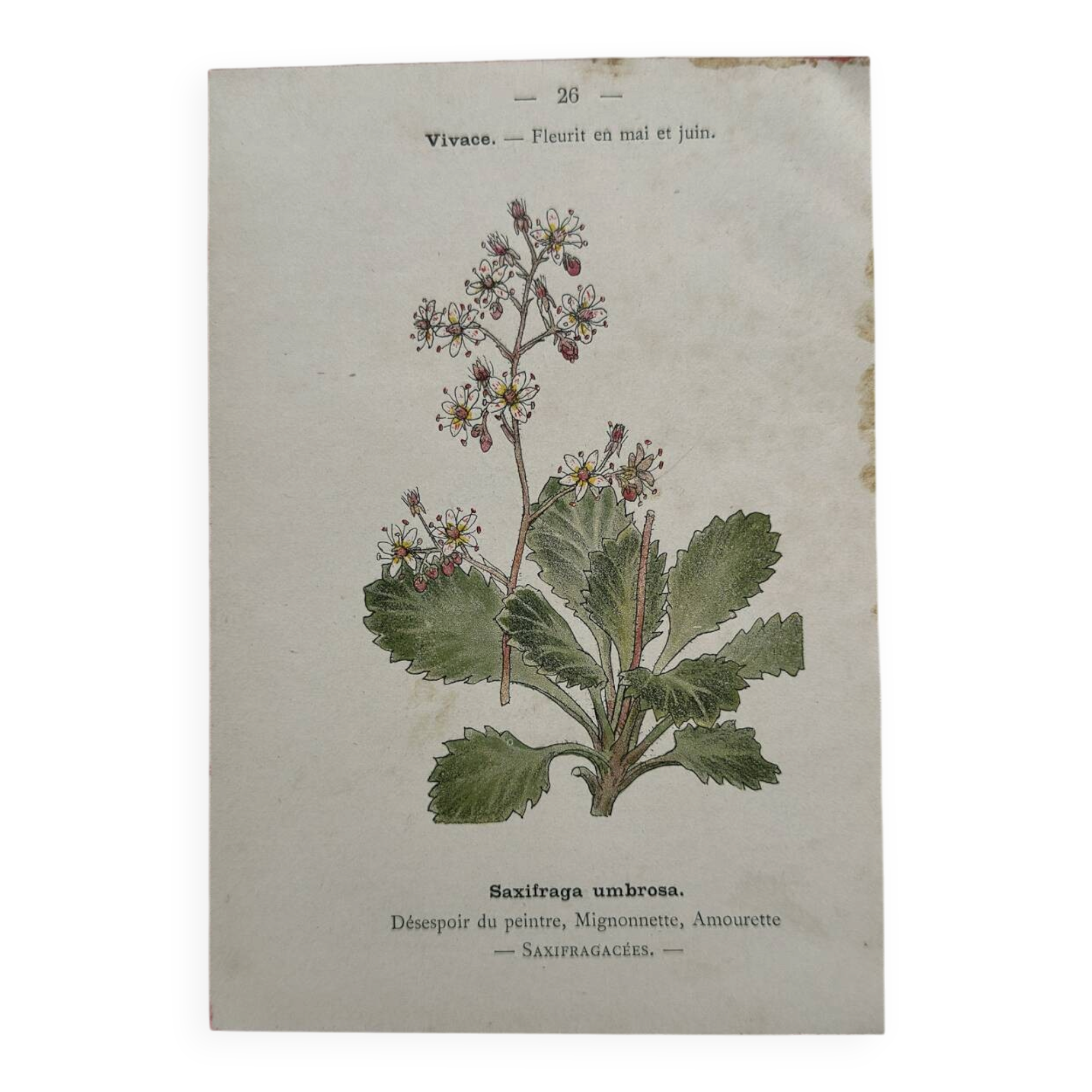 Botanical Plate 1800 Old naturalist engraving 19th century double-sided