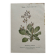 Botanical Plate 1800 Old naturalist engraving 19th century double-sided
