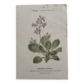 Botanical Plate 1800 Old naturalist engraving 19th century double-sided