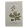 Botanical Plate 1800 Old naturalist engraving 19th century double-sided