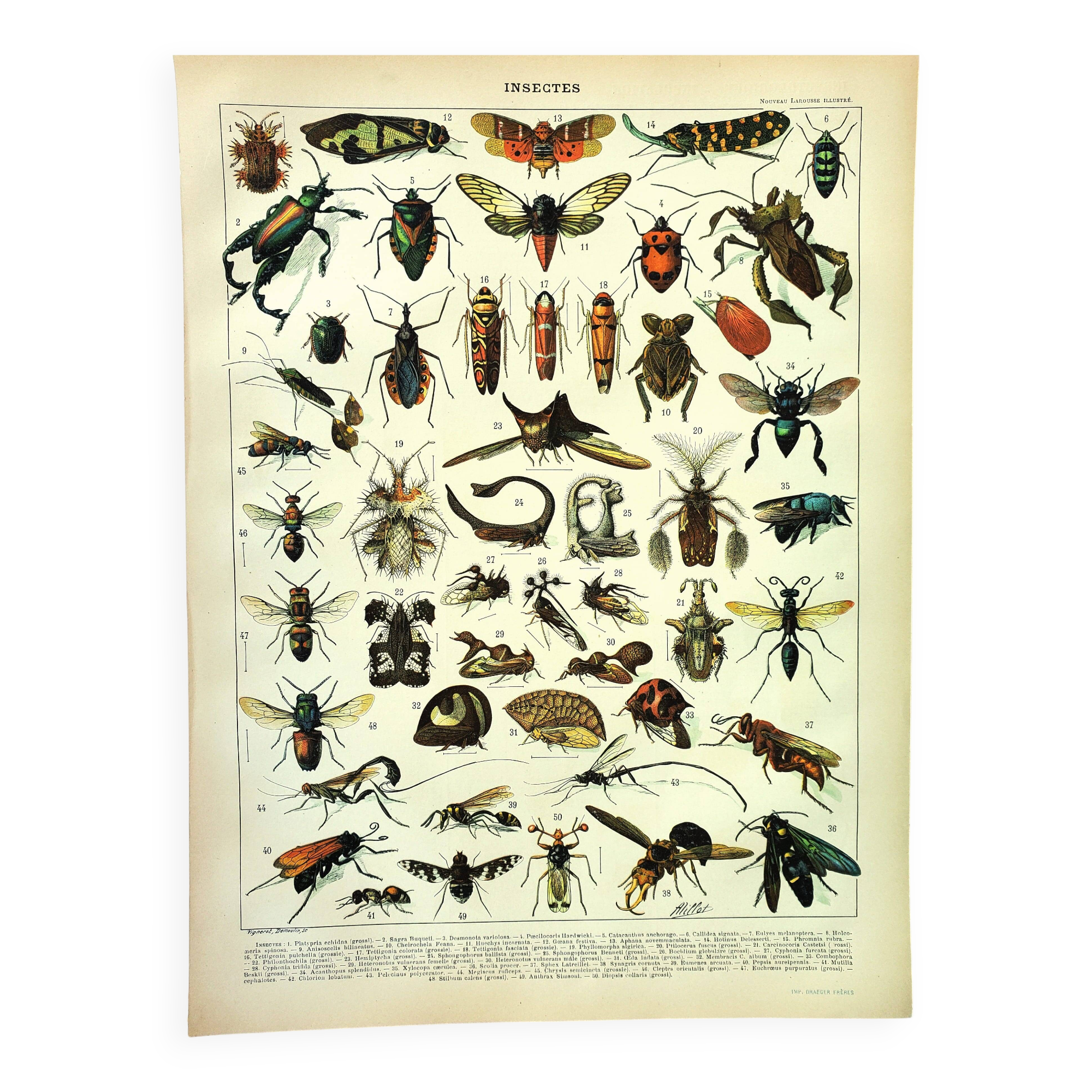 Antique engraving 1897 A. Millot - Insects 2, entomology