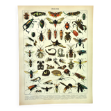 Gravure ancienne 1897 A. Millot - Insectes, entomologie