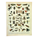 Antique engraving 1897 A. Millot - Insects 2, entomology