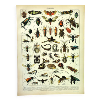 Antique engraving 1897 A. Millot - Insects 2, entomology